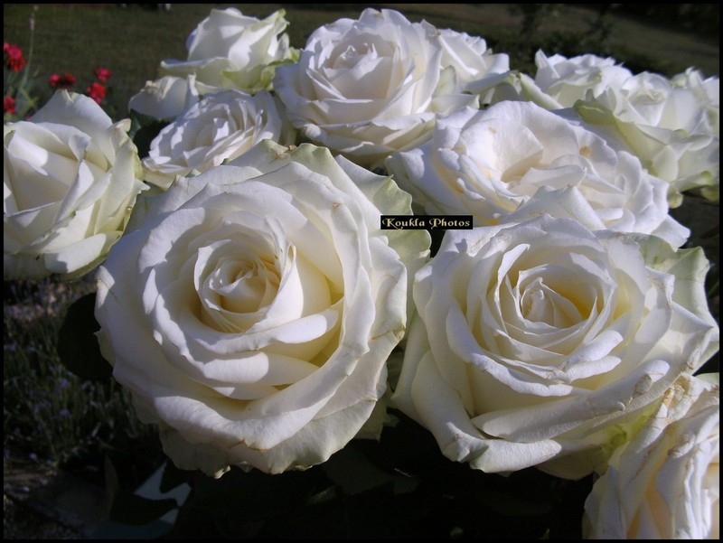 roses blanches