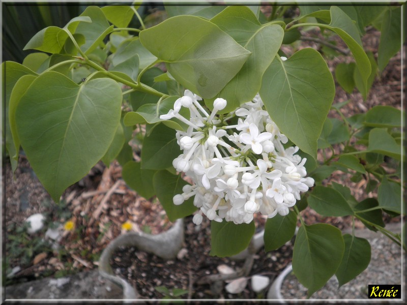 chat blanc les lilas